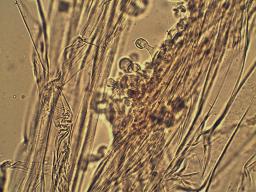 Conocybe macrospora