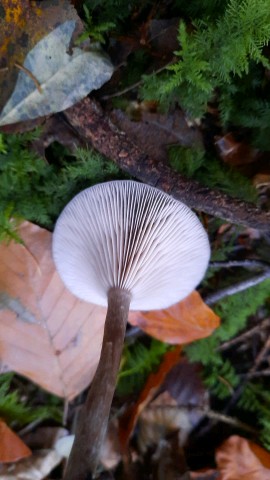 Pseudoclitocybe cyathiformis