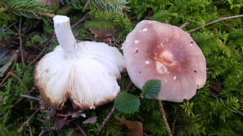 Russula vesca