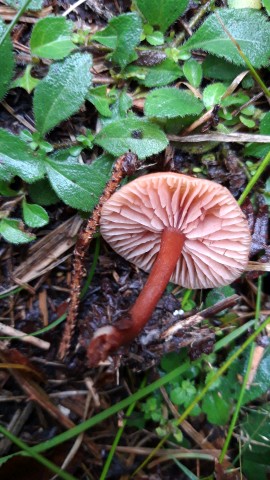 Laccaria laccata