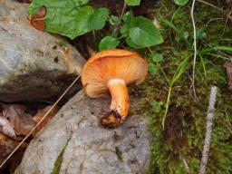 Lactarius deterrimus