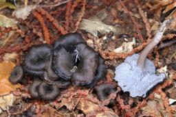 Cantharellus cinereus