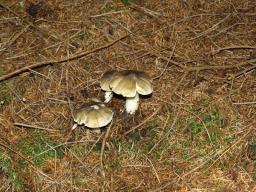 Tricholoma viridilutescens