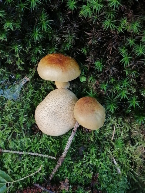 Pseudoboletus parasiticus