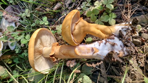 Phaeolepiota aurea