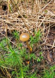 Hypholoma myosotis