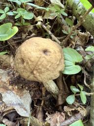 Leccinellum pseudoscabrum