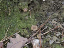 Lichenomphalia meridionalis