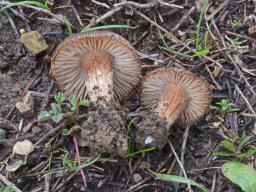 Inocybe rufuloides