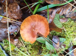 Gymnopilus penetrans