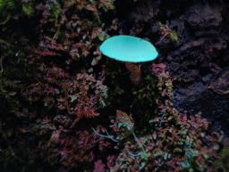 Callistosporium luteo-olivaceum