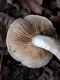 Armillaria ostoyae