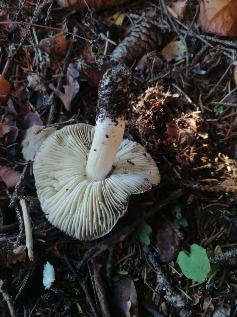 Tricholoma terreum