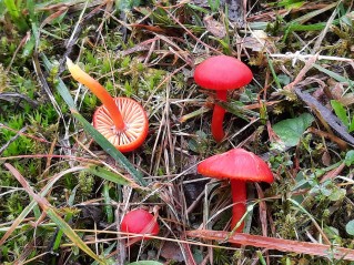 Hygrocybe coccinea