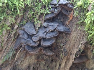 Hymenochaete rubiginosa
