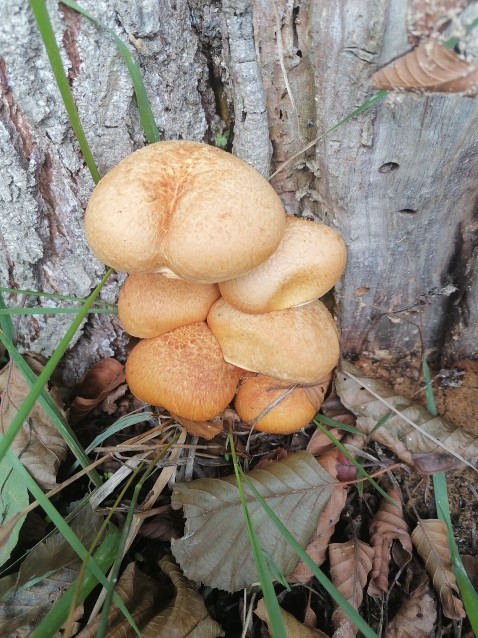 Pholiota aurivella