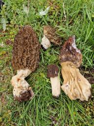 Morchella elata