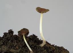 Ephemerocybe marculenta