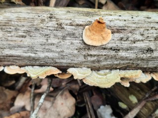 Stereum hirsutum
