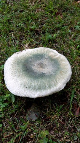 Russula virescens