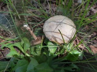 Agrocybe dura