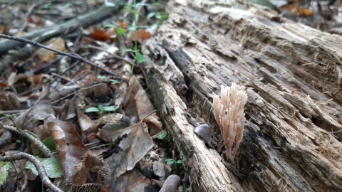 Artomyces pyxidatus