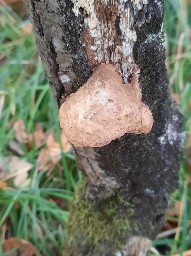 Hapalopilus nidulans