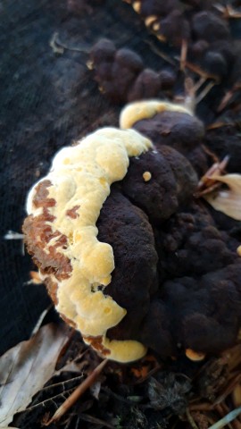 Gloeophyllum odoratum