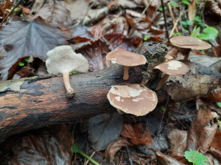 Lentinus brumalis