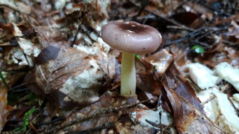 Russula cavipes