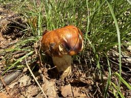Russula foetens