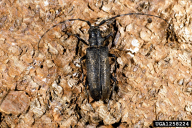 Monochamus sutor