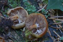 Pholiota vernalis