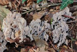 Clavulina cinerea