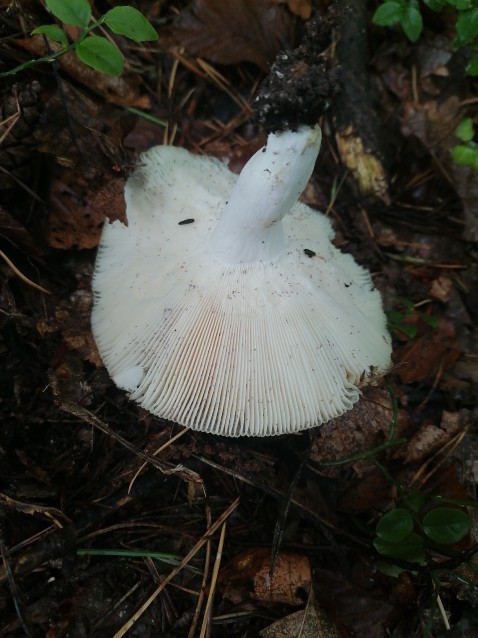 Russula heterophylla