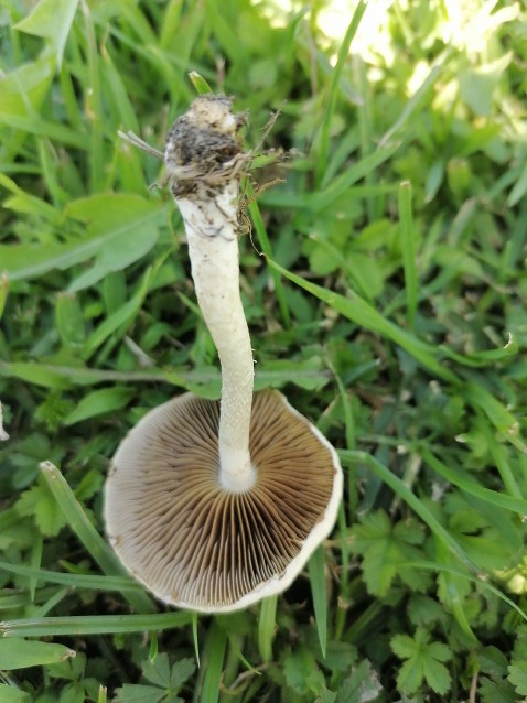 Cyclocybe cylindracea