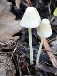 Mycena epipterygia