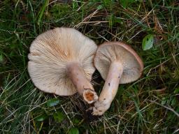 Lactarius hysginus