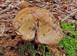 Calonarius suaveolens