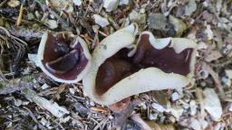 Geoscypha ampelina