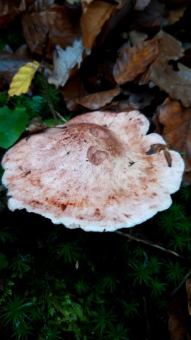 Hygrophorus russula