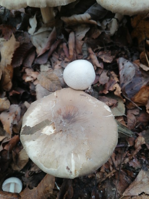 Volvariella surrecta