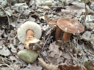 Gyroporus castaneus