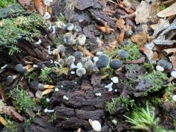 Cudoniella acicularis