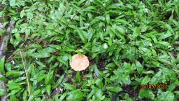 Polyporus tuberaster