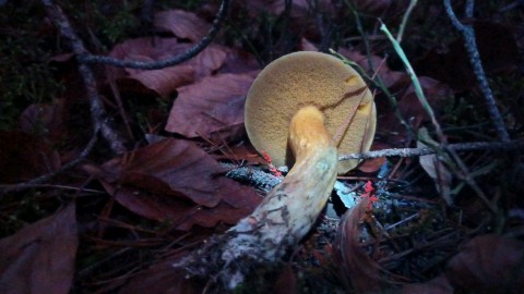 Suillus variegatus