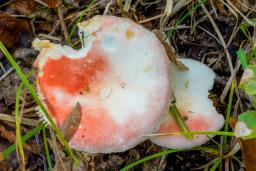 Russula nobilis