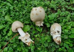 Amanita dryophila