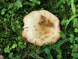 Russula viscida