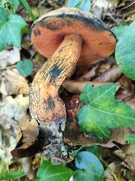 Suillellus luridus